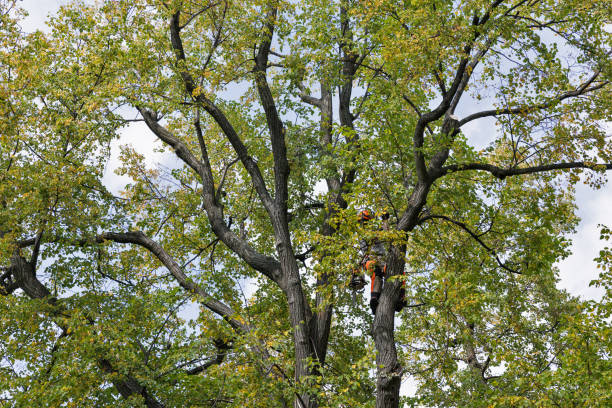 How Our Tree Care Process Works  in  Cleveland, WI